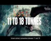 Top 5 Ancient Animals More Scarier Than Dinosaurs/Ancient Animals/&#60;br/&#62;Dive into the depths of prehistoric Earth and discover the most fearsome creatures that once ruled the planet. From the colossal Megalodon to the majestic Woolly Mammoths and the iconic Saber-toothed Tigers, this video takes you on a journey through time to encounter the true masters of the ancient world. Explore the incredible size, power, and ferocity of these ancient beasts that once roamed the Earth millions of years ago. Join us on The Unimaginable Discoveries as we unveil the secrets of these awe-inspiring creatures.&#60;br/&#62;Ancient Creatures More Dangerous than Dinosaurs.&#60;br/&#62;Subsribe to@TheUnimaginableDiscoveriesfor more amazing contents.&#60;br/&#62;and Follow us on Instagram @UnimaginableDiscoveries&#60;br/&#62;#prehistoric #climatechange#megalodonshark&#60;br/&#62;colossal #woollymammothmammoth&#60;br/&#62;#giantssaber-toothed tiger&#60;br/&#62;#carboniferousperiod giant insects&#60;br/&#62;#ancientmysteries#terrifyingtales#creature s&#60;br/&#62;#naturedocumentary #oxygenlevels #giantinsects #climatechangemonsters vs dinosaurs&#60;br/&#62;#unimaginable#ecosystemdynamicsdiscoveries&#60;br/&#62;#giantmillipede#animalsof the ice age&#60;br/&#62;prehistoric beasts larger than dinosaurs&#60;br/&#62;most #fossilfascinationcreatures from the past&#60;br/&#62;awe-inspiring prehistoric #megafauna #PrehistoricGiants #CarboniferousInsects #InsectGigantism #EarthsAncientPast #PaleoEntomology #MegafaunaReveal #LostWorldsDiscovered #AncientEcosystems #OxygenRichAtmosphere #ClimateChangeRewind #EarthsEvolutionaryTales #NaturesMarvels #FossilFascination #PrimordialPredators #GiantBugsRoamed #EarthsPrehistoricWonders&#60;br/&#62;#Carboniferous #GiantInsects #PrehistoricEcosystems #EarthHistory #PaleoEntomology #InsectEvolution #OxygenLevels #ClimateChange #EcosystemDynamics #NatureDocumentary