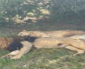 This safari was haulted to demonstrate a pride of lions resting under a tree to save themselves from the heat. People were in awe of the pride which consisted of a male lion and four lioness.