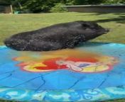 Presley the potbelly pig got a new splash pad. When he saw his new toy, he jumped in and had a blast in the water.