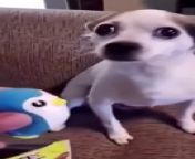 Dogs angry with their owners from angry move song 2015